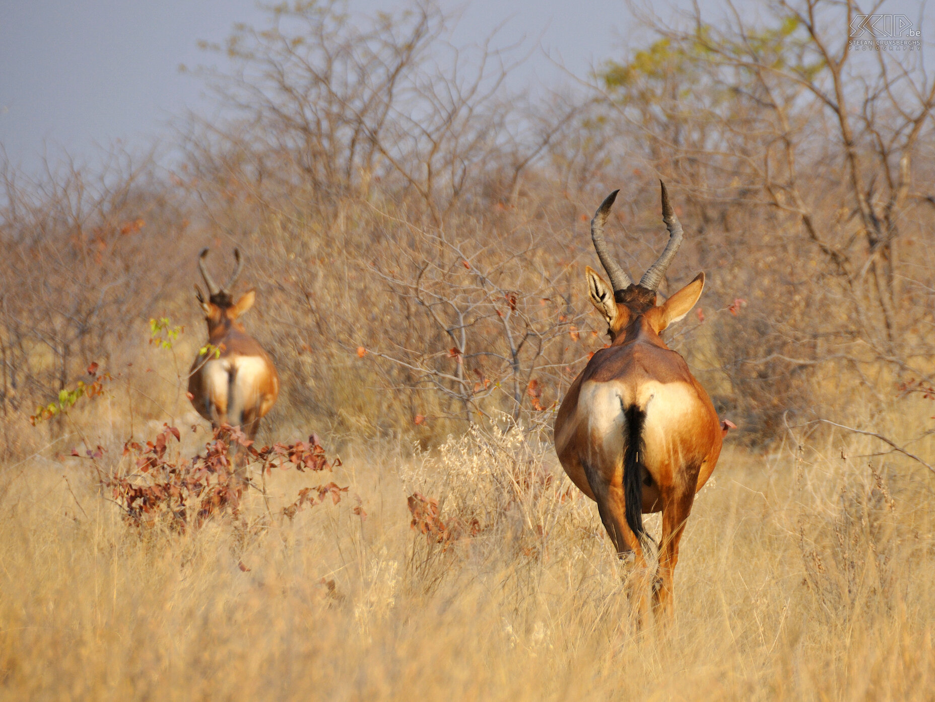 Etosha - Hartebeests  Stefan Cruysberghs